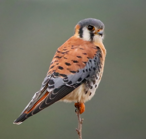 Brownish-red, gray and black kestrel falcon sits on the tip of a branch