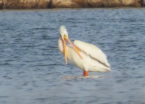Large white pelican standing in water with mouth wide open