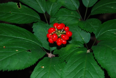 American ginseng plant, showing green leaves and bright red berries