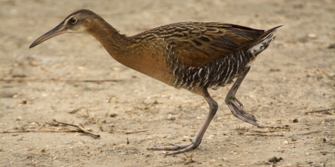 A clapper rail runs on sand.