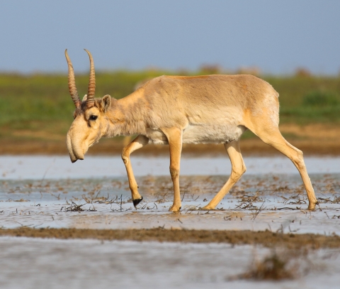 Male saiga antelope walking in wet grassland