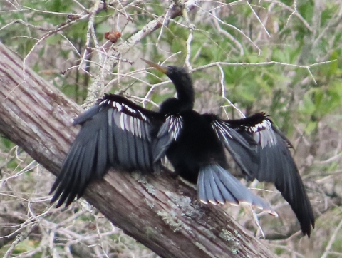 Black bird with wings spread standing on fallen tree