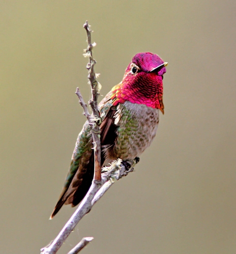Quiz: How can you help a hummingbird? | U.S. Fish & Wildlife Service
