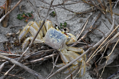 Mostly white crab with protruding black eyes seen from above as it stands over grey sand and twigs.