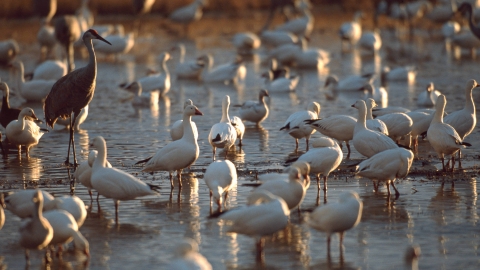 A group of snow geese and sandhill cranes stand in a shallow pool of water at Bosque del Apache National Wildlife Refuge.