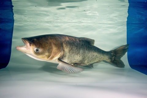 Underwater photo of a bighead carp in a tank with white background
