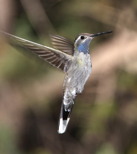 A black and gray hummingbird hovers mid-air with its wings spread.