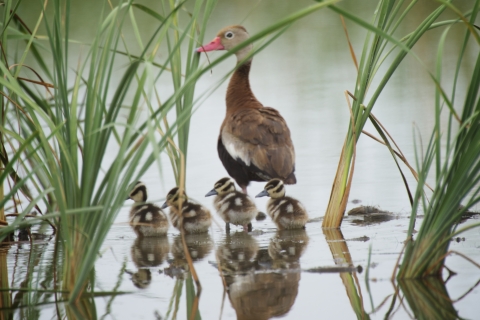 An adult black-bellied whistling duck stands in the water with four chicks.