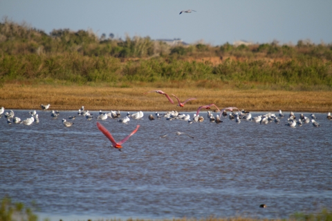 A group of birds fly over a body of water at Brazoria National Wildlife Refuge.