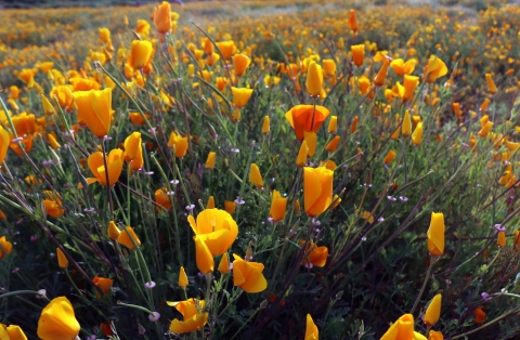 California poppy near Lake Elsinore, CA