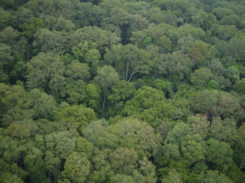 Aerial view of tropical forest in Central Africa