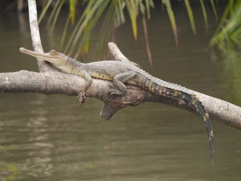 Side view of a slender-snouted crocodile resting on a treebranch over a body of water