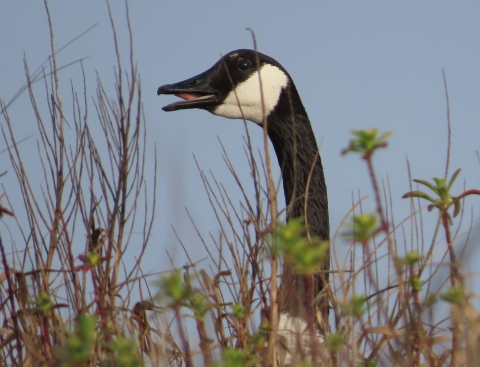 canada goose, white and black standing in tall grass and brush mouth wise open