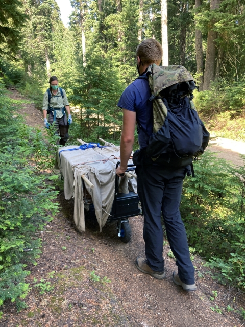 Two people with backpacks roll traps covered with cloth along a forest trail.