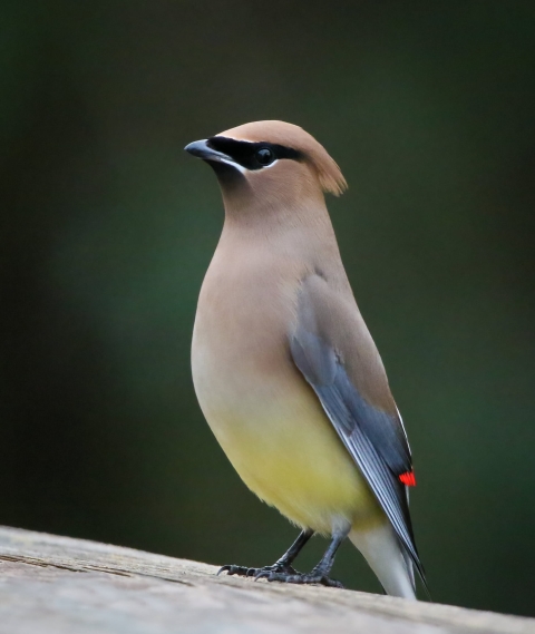 brown, yellow & black bird standing on fence