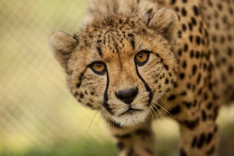 Close-up of cheetah in captivity