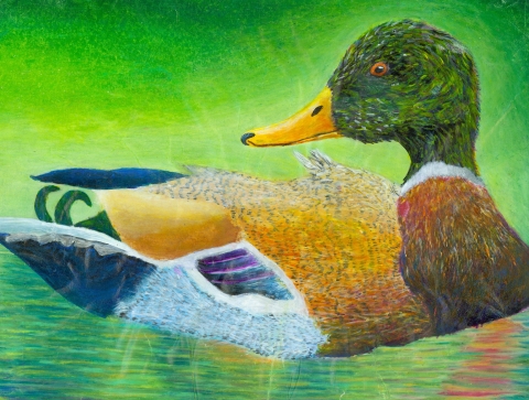 Junior Duck Stamp Artwork of Mallard Duck by Colton Davis
