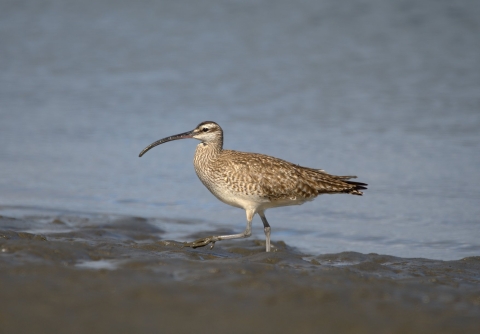 Whimbrel, a large shorebird species, walks along the mudflats.
