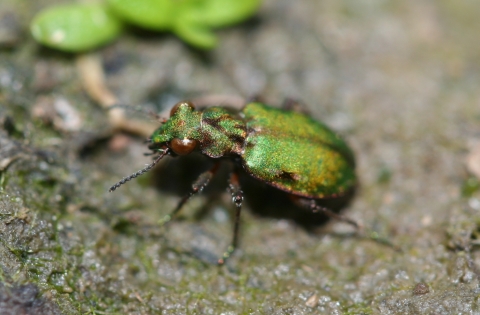 Close-up of a delta green ground beetle that has brown markings on its iridescent green body.