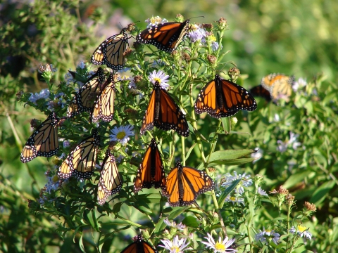 Monarch butterflies on New England aster