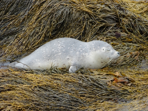 harbor seal pup