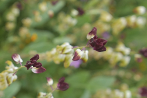 Close-up of the small, dark purple blooms of California jewelflower