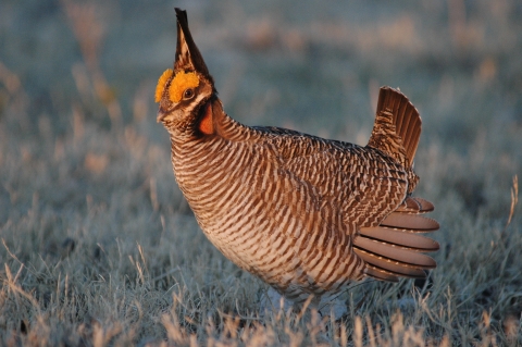 Photo of a lesser prairie chicken