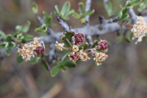 White flowers of Pine Hill ceanothus