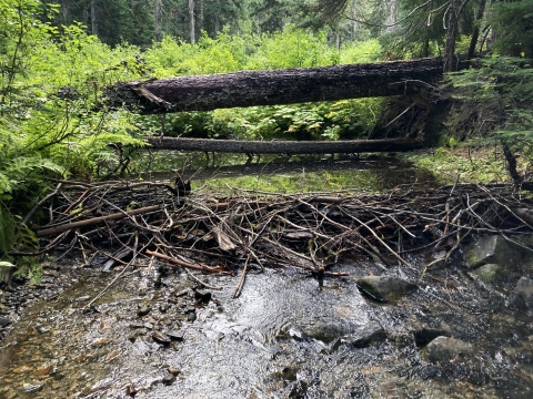 A low-profile beaver dam being built of sticks, holding back some water but not yet a pond.