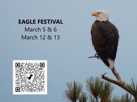 Bald eagle sitting on pine tree, with text and QR code promoting eagle festival 2022