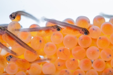 Orange fish eggs on the bottom of photo and small, dark sacfry slightly above the eggs