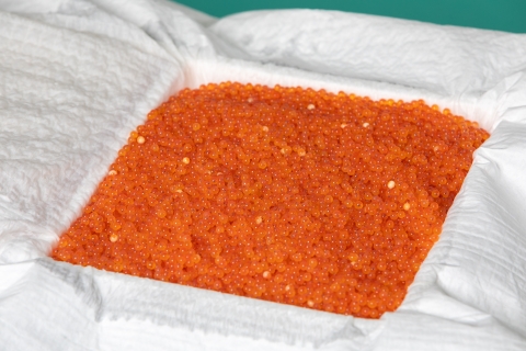 Numerous orange fish eggs packed in a white cloth 