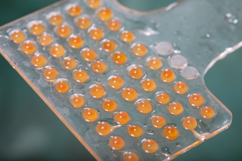50 Orange rainbow trout eggs with black eyespots held in a rectangular, plastic tool. 
