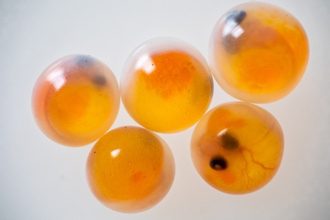 5 orange fish eggs with dark eyespots visible