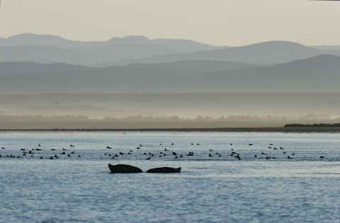 a whale tale sinks down with birds and mountains in the background