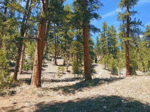 A grove of ponderosa pine trees