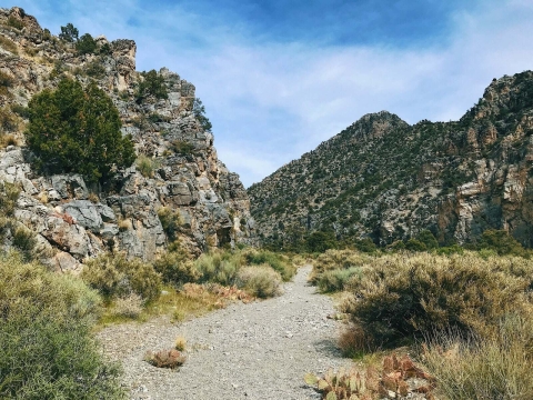 Desert canyon with small plants growing alongside a trail