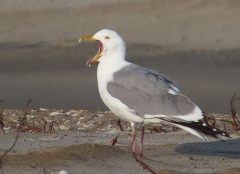 White gull with a gray back yawns while standing on a beach