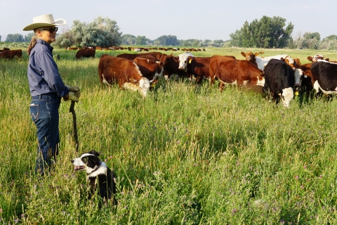 A woman stands in the left side of the frame with her cattle dog and a herd of cows can be seen in the background