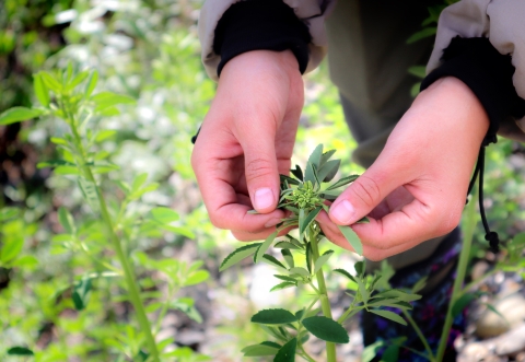 Two hands frame a sweet clover plant, pulling the leaves out for inspection. 