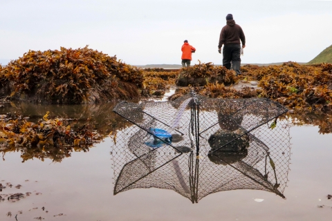 Empty crab pot during a low tide with two people walking away from the pot in the background.
