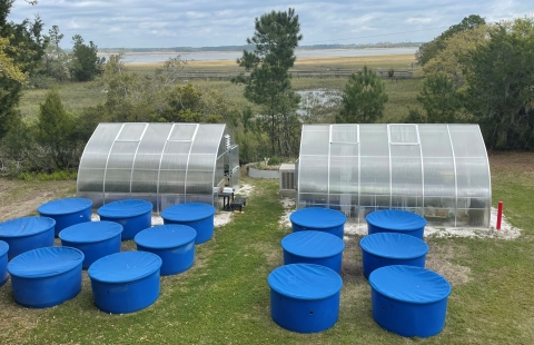 Two greenhouse sit on the edge of the salt marsh with 15 large blue tanks sitting in front of them