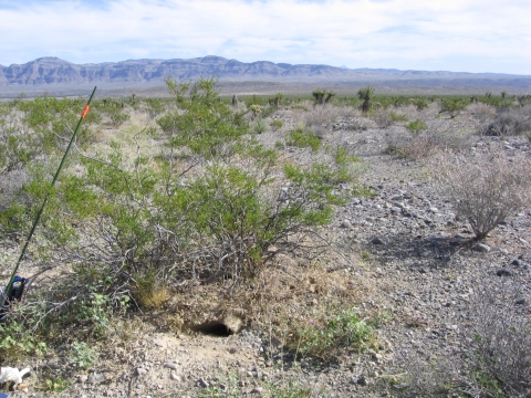 Mojave Desert Tortoise burrow