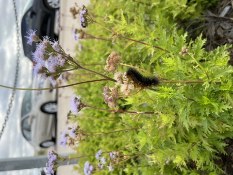 caterpillar on flower