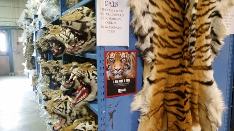 Confiscated tiger heads, pelts, and other illegal wildlife products housed at the U.S. Fish and Wildlife Service's National Wildlife Property Repository