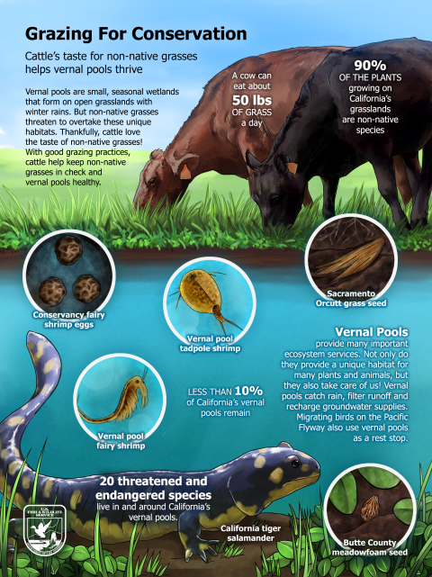 An infographic showing cows grazing at the edge of vernal pools with a California tiger salamander in the foreground. Full alt text of the infographic is available at the end of the article.