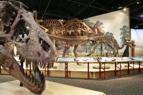 Museum display of Tyrannosaurus rex skull with other paleontological displays in the background.