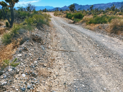 Medium-sized snake crossing a gravel road in the desert