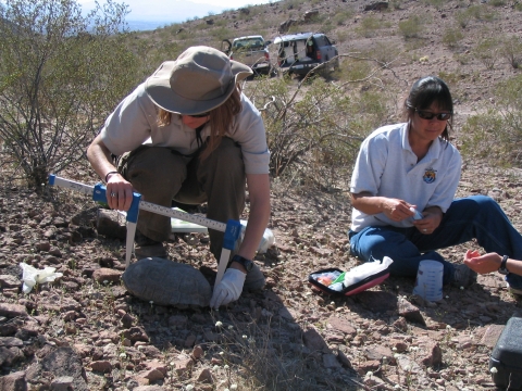 Biologists measuring desert tortoise