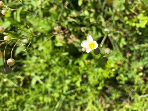 White bladderpod in fruit and flower. 